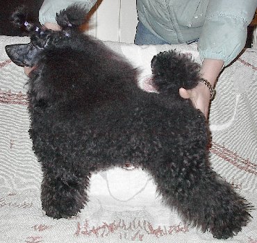 Pomroth Toy Poodles ~ Copyright Protected