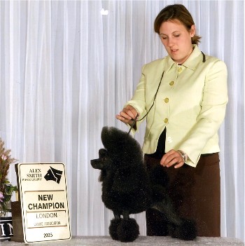 Pomroth Toy Poodles ~ Copyright Protected