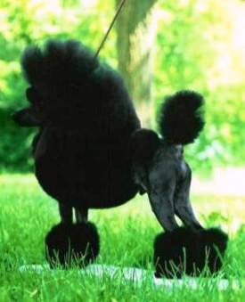 Pomroth Toy Poodles ~ Copyright Protected