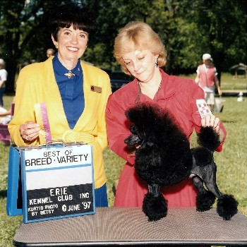 Pomroth Toy Poodles ~ Copyright Protected