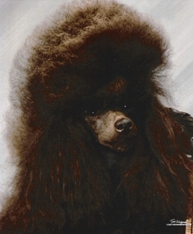 Pomroth Toy Poodles ~ Copyright Protected