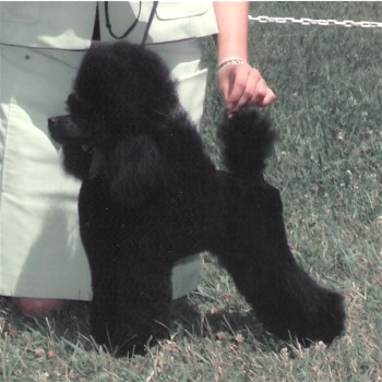 Pomroth Toy Poodles ~ Copyright Protected
