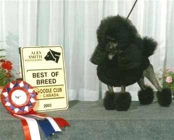 Pomroth Toy Poodles ~ Copyright Protected