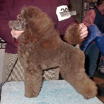 Pomroth Toy Poodles ~ Copyright Protected