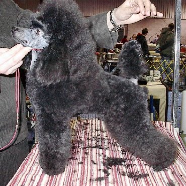 Pomroth Toy Poodles ~ Copyright Protected