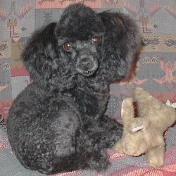 Pomroth Toy Poodles ~ Copyright Protected