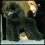 Pomroth Toy Poodles ~ Copyright Protected 