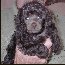 Pomroth Toy Poodles ~ Copyright Protected 