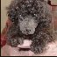 Pomroth Toy Poodles ~ Copyright Protected 