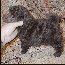 White Toy Poodle Puppies