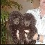 Pomroth Toy Poodles ~ Copyright Protected 