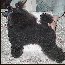 Pomroth Toy Poodles ~ Copyright Protected 