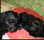 Pomroth Toy Poodles ~ Copyright Protected 