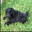 Pomroth Toy Poodles ~ Copyright Protected 
