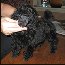 Pomroth Toy Poodles ~ Copyright Protected 