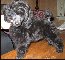 Pomroth Toy Poodles ~ Copyright Protected 