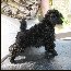 Pomroth Toy Poodles ~ Copyright Protected 