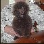 Pomroth Toy Poodles ~ Copyright Protected 