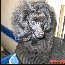 Pomroth Toy Poodles ~ Copyright Protected 