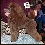 Pomroth Toy Poodles ~ Copyright Protected 