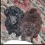 Pomroth Toy Poodles ~ Copyright Protected 