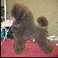 Pomroth Toy Poodles ~ Copyright Protected 