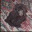 Pomroth Toy Poodles ~ Copyright Protected 