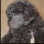 Pomroth Toy Poodles ~ Copyright Protected 
