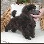 Pomroth Toy Poodles ~ Copyright Protected 