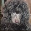 Pomroth Toy Poodles ~ Copyright Protected 