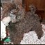 Pomroth Toy Poodles ~ Copyright Protected 