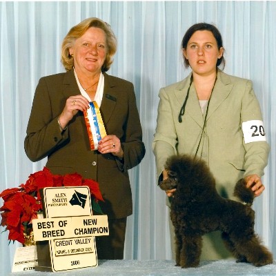 Pomroth Toy Poodles ~ Copyright Protected 