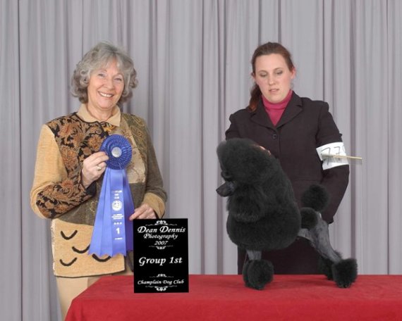 Pomroth Toy Poodles ~ Copyright Protected