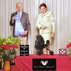 Pomroth Toy Poodles ~ Copyright Protected