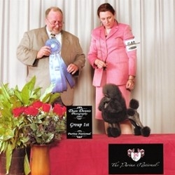 Pomroth Toy Poodles ~ Copyright Protected