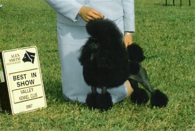 Pomroth Toy Poodles ~ Copyright Protected