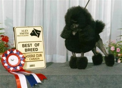 Pomroth Toy Poodles ~ Copyright Protected