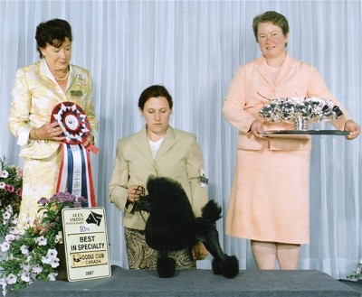 Pomroth Toy Poodles ~ Copyright Protected