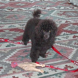 Pomroth Toy Poodles ~ Copyright Protected  