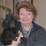 Pomroth Toy Poodles ~ Copyright Protected 