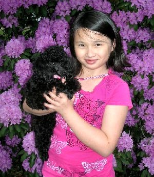 Pomroth Toy Poodles ~ Copyright Protected