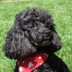 Pomroth Toy Poodles ~ Copyright Protected 