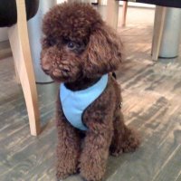 Pomroth Toy Poodles ~ Copyright Protected