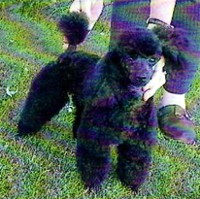 Pomroth Toy Poodles ~ Copyright Protected 