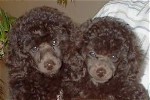 Pomroth Toy Poodles ~ Copyright Protected 