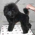 Pomroth Toy Poodles ~ Copyright Protected 