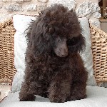 Pomroth Toy Poodles ~ Copyright Protected 