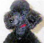 Pomroth Toy Poodles ~ Copyright Protected 