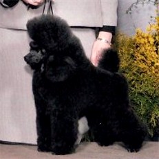 Pomroth Toy Poodles ~ Copyright Protected 