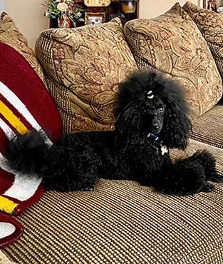 Bentley